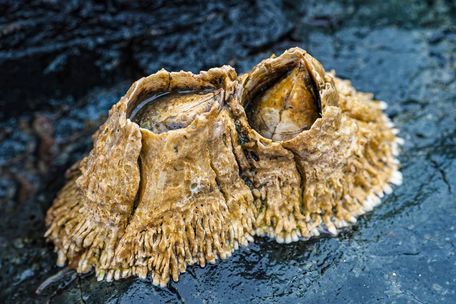 Ingenieros del MIT, en Estados Unidos, diseñaron un pegamento fuerte y biocompatible que puede sellar los tejidos lesionados y detener las hemorragias de las heridas en segundos. Foto tomada del sitio https://news.mit.edu/2021/barnacle-glue-wound-seal-0809