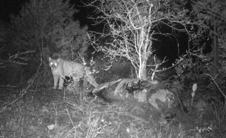 Las comunidades donde se ha confirmado la presencia del animal, existe un ánimo de preservación de la especie y de conciencia ecológica. Foto La Jornada