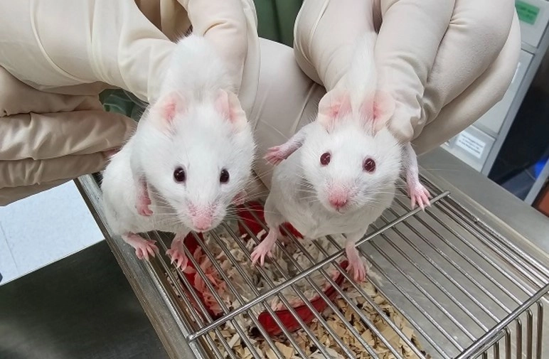 El ratón de la izquierda es un quimérico con ojos oscuros y manchas de pelaje negro, resultado de células madre derivadas de un gen Sox coanoflagelado. Foto Europa Press