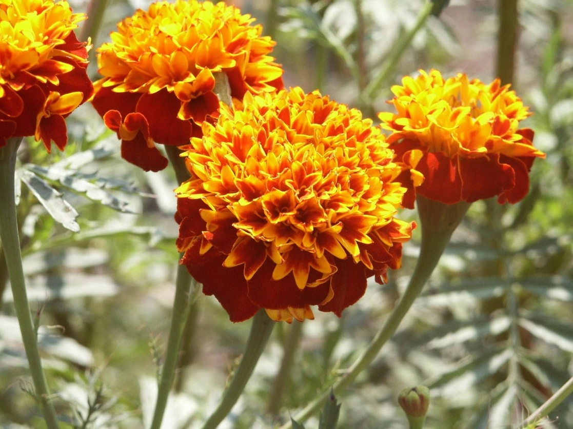 México cuenta con germoplasma de primera calidad para hacer investigaciones sobre carotenoides. Foto 'La Jornada'
