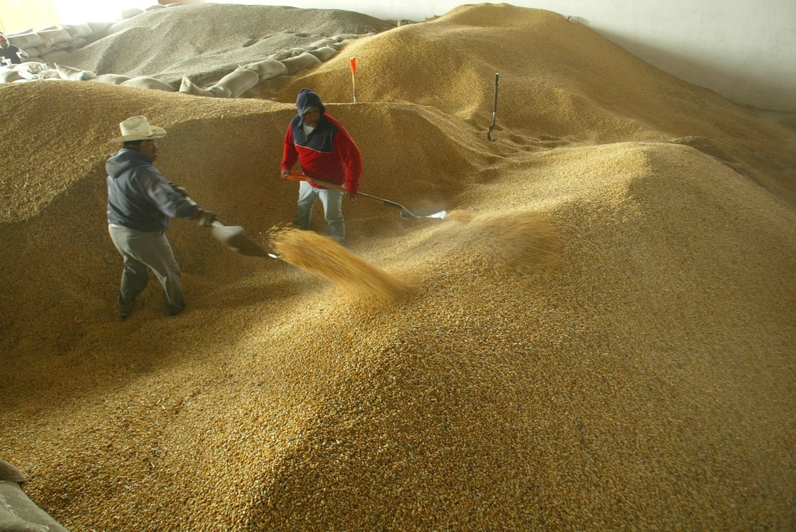 Las importaciones de maíz de México crecieron en más de 300% en este siglo, ya que en el año 2000 eran de unos cinco millones de toneladas y en 2019 fueron de alrededor de 18 millones. Foto José Carlo González / Archivo