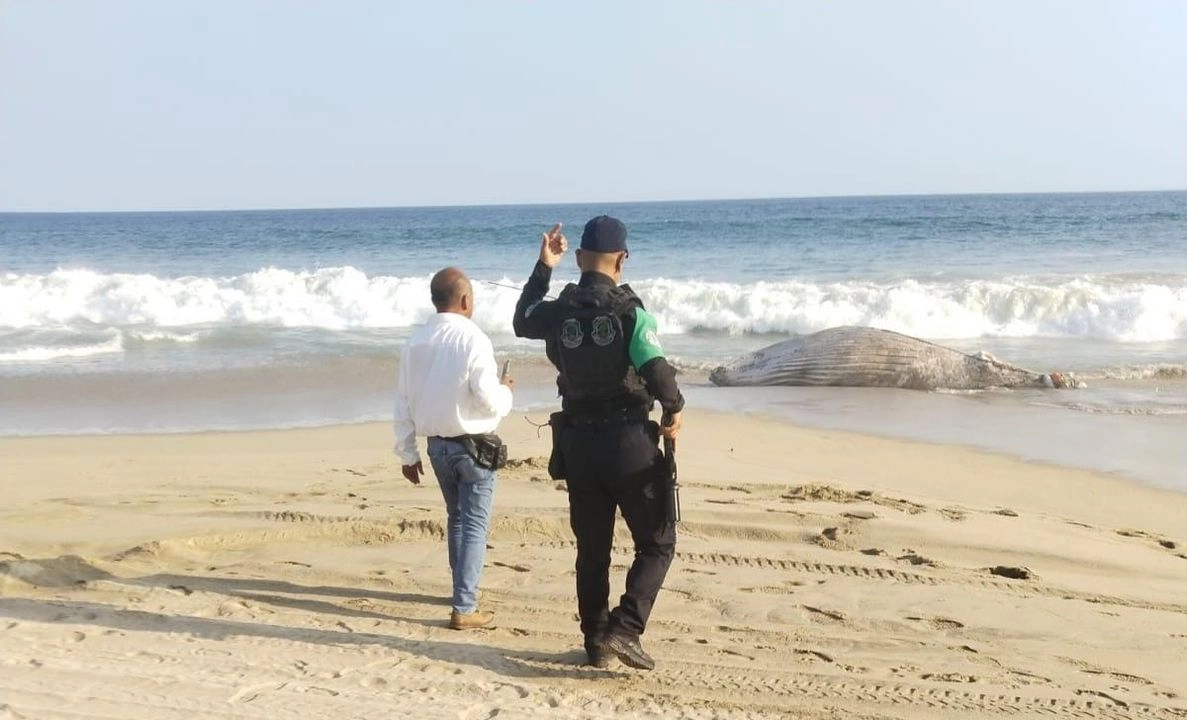Una cría de ballena jorobada fue hallada muerta en la playa Barra de Coyuca, Guerrero. Fue sepultada en este sitio. Foto 