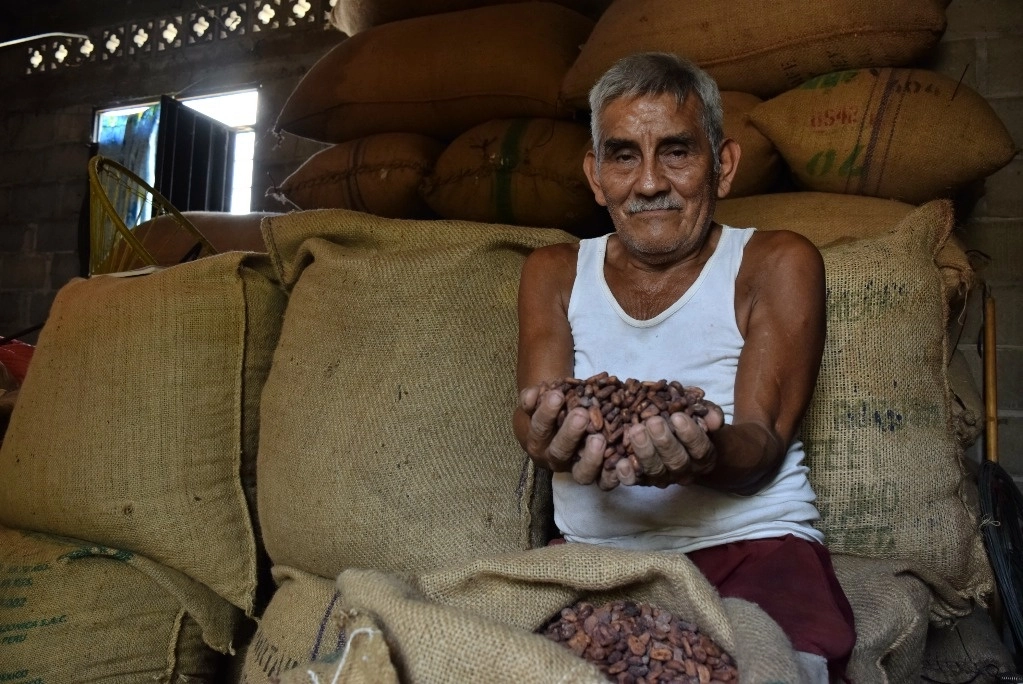 La Jornada - Crisis climática ahoga la producción de cacao
