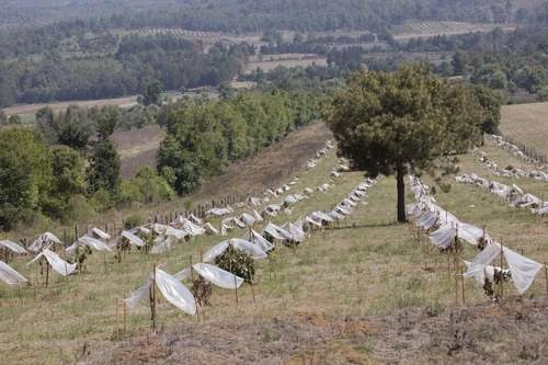 En el foro virtual del WRI, se dijo que la conservación ambiental no está confrontada con el desarrollo sustentable. Foto Ignacio Juárez/Archivo
 