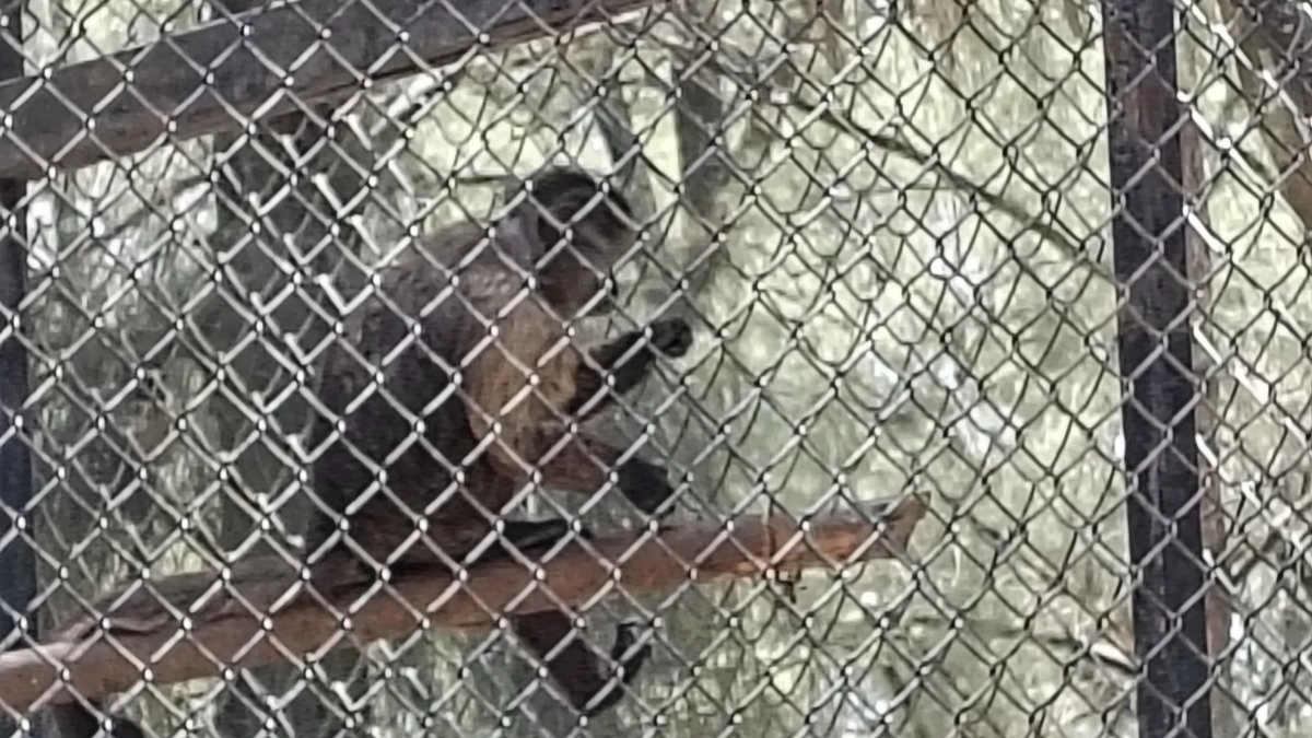 Sumado a la olas de muertes de animales en el Zoológico de León, este día fue hallado muerto un mono araña que había escapado. Foto 