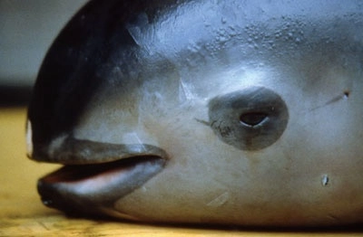 El rostro de la vaquita marina. Foto Omar Vidal / 'La Jornada Ecológica' 