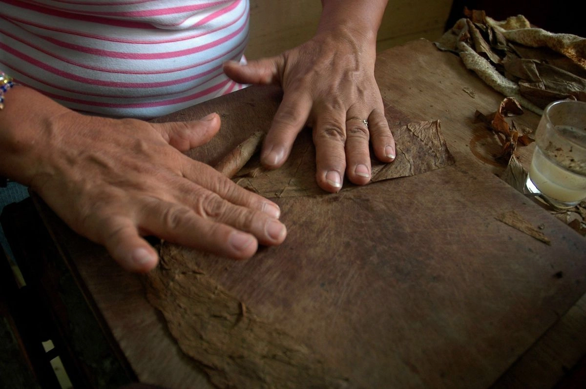 De acuerdo con la publicación, el director de Logística e Industria del estatal grupo empresarial Tabacuba, Odelbis Carrazana, explicó que se encuentran al 90 por ciento las entregas de tabaco a la Corporación Habanos S.A. Foto