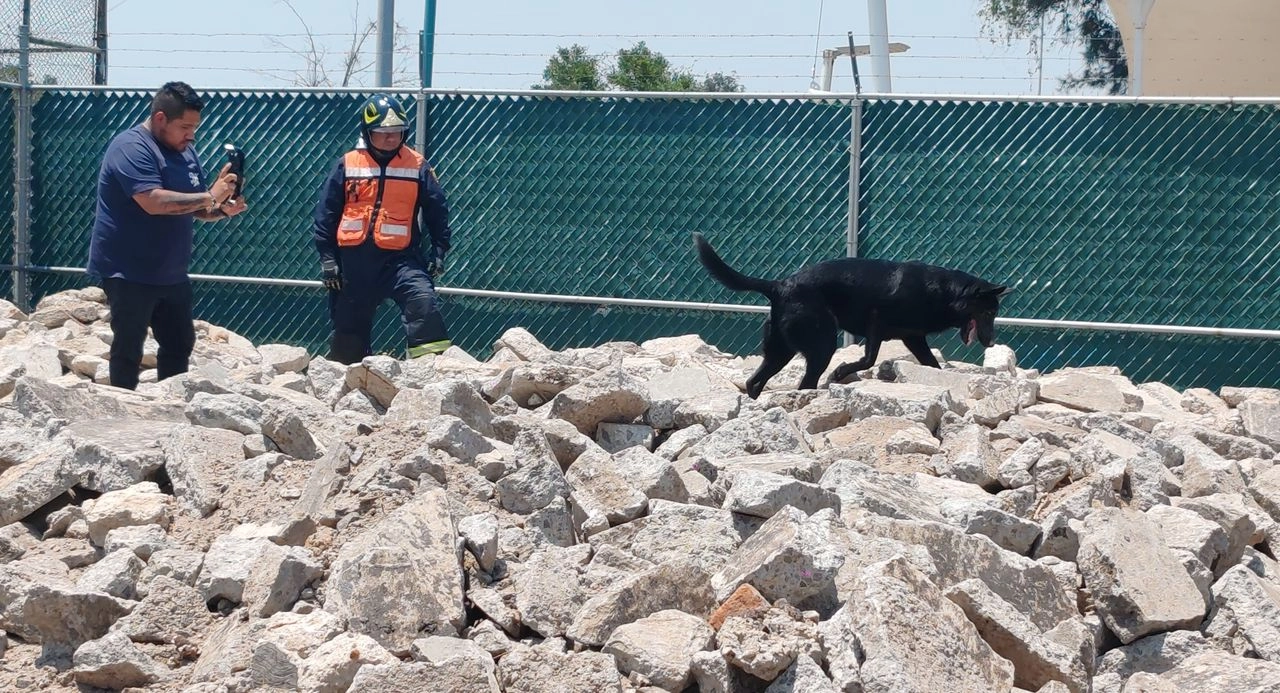 Es la primera célula homo-canina especializada en búsqueda de personas en estructuras colapsadas. Foto 