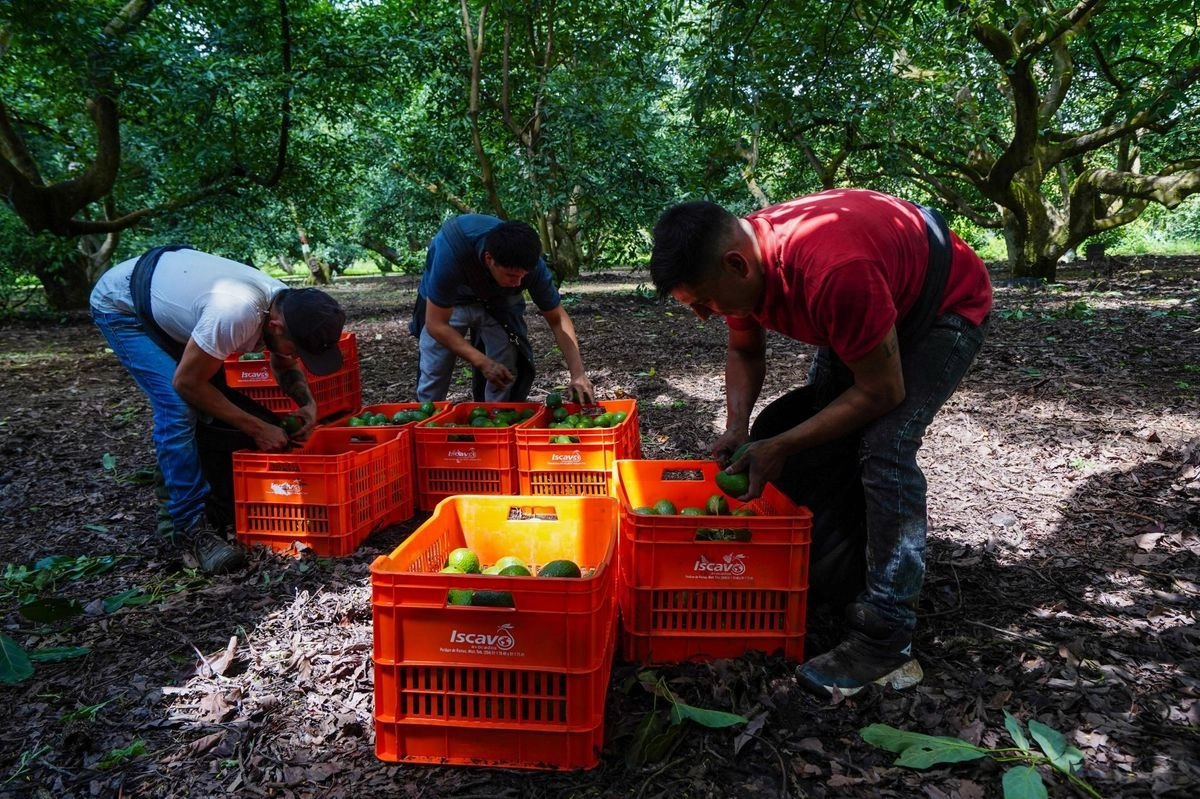 Tan sólo de aguacate, la entidad produce más de 2 millones de toneladas, al contar con aproximadamente 182 mil hectáreas de huertas ubicadas en 66 municipios, principalmente Uruapan, Tancítaro, Ario, Peribán, Los Reyes, Salvador Escalante, Tacámbaro, entre otros.

 