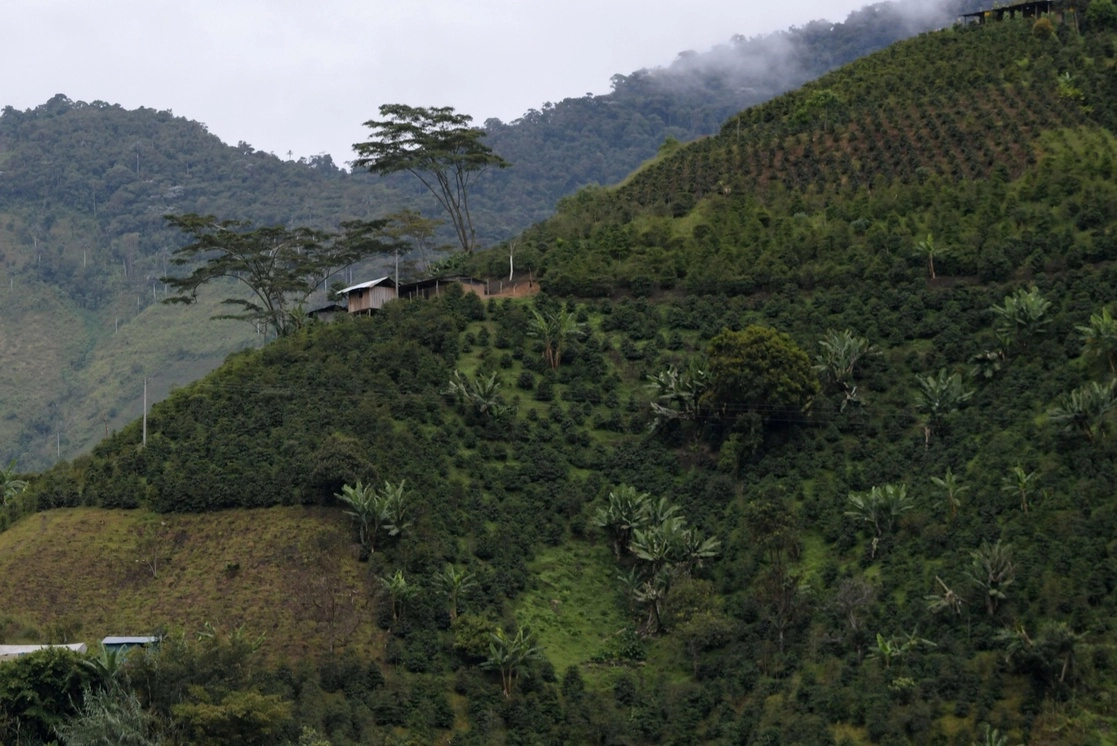 El departamento de Tolima, que fue devastado por el conflicto armado, busca reactivarse generando trabajos. Foto Afp