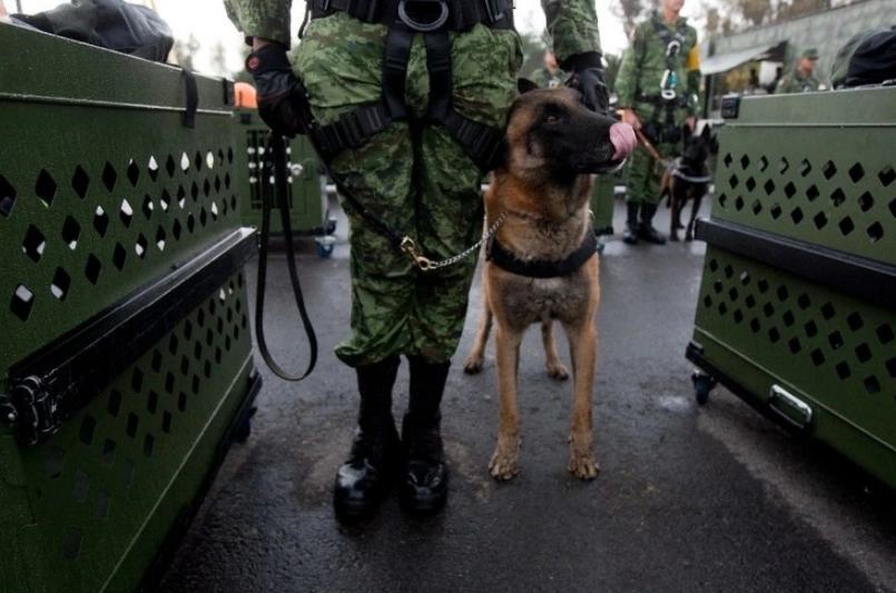 Un binomio canino durante un entrenamiento con el Ejército Mexicano.