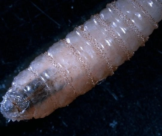 Productores ganaderos y el líder local de la Confederación Nacional Campesina (CNC) Luis Humberto Mora Hernández, coincidieron en que la falta de vigilancia en la frontera sur propició la infestación de los animales, pues además de reses el gusano ataca a borregos, caballos, perros y seres humanos.