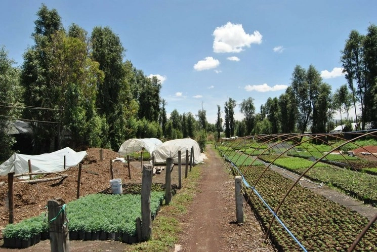 Imgane del vivero de San Luis Tlaxialtemalco, en Xochimilco. Imagen tomada del Facebook San Luis Tlaxialtemalco Tlaxialtemalco / archivo 