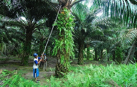 Una plantación de palma de aceite en Indonesia. Foto Afp / Archivo