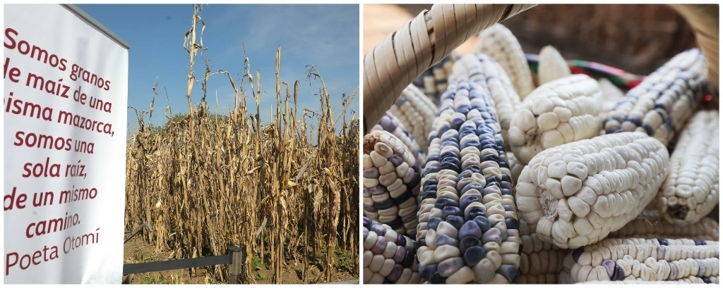 En la ciudad se producen 3 mil 500 toneladas anuales del grano. Foto ‘La Jornada’