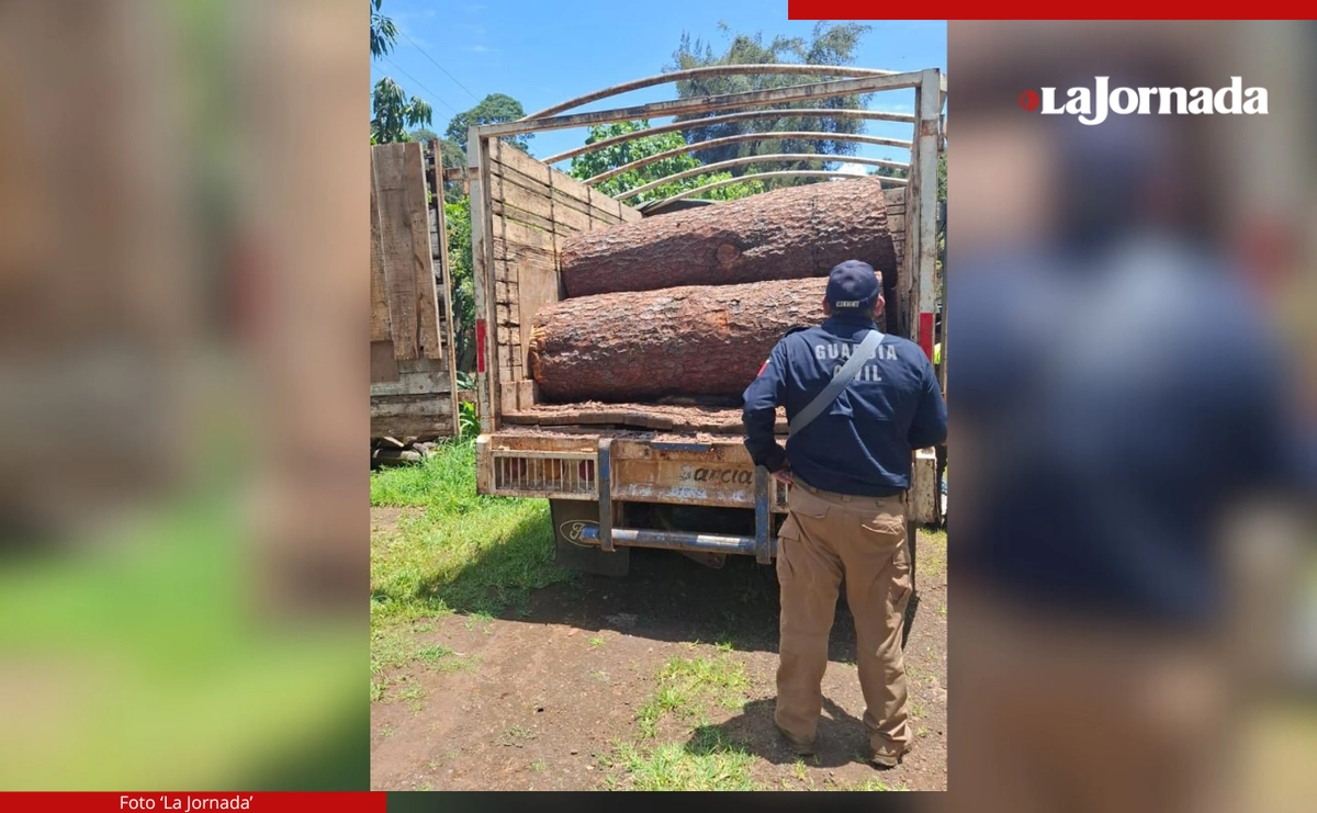 En una región del municipio de Uruapan fueron decomisados 34 mil 200 metros cúbicos de madera, producto de tala ilegal. Foto 