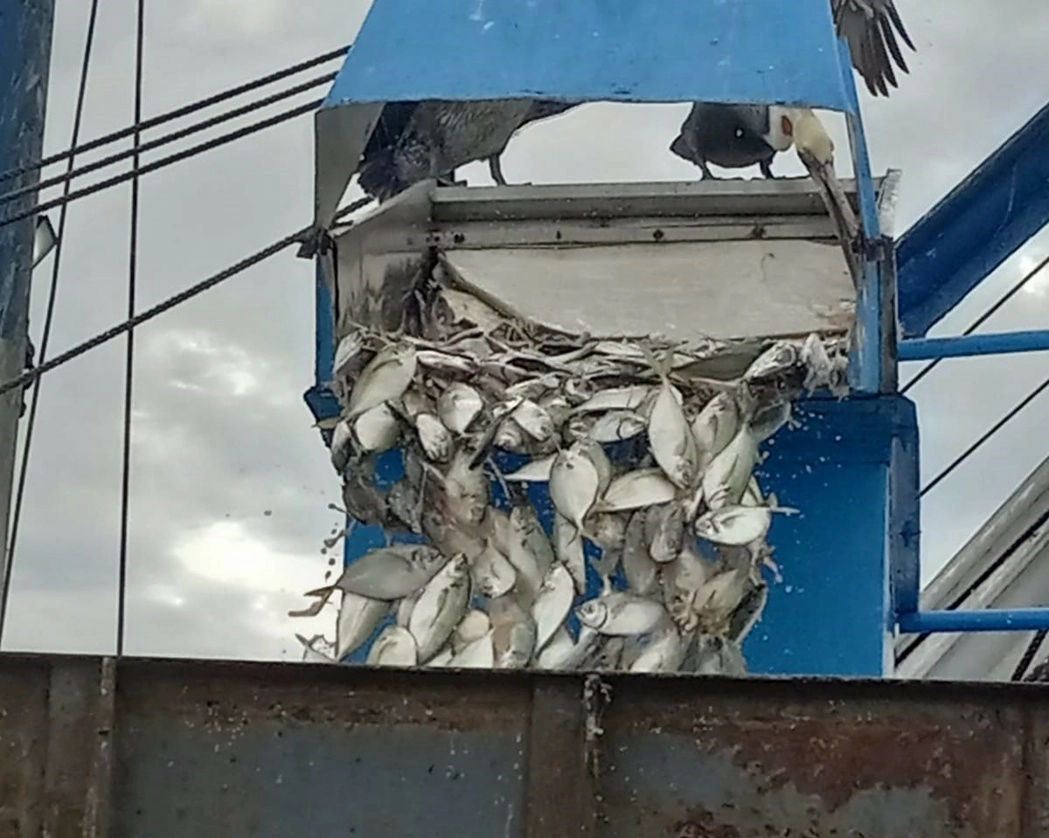 Las 90 toneladas de especies marinas fueron decomisadas en aguas de Bahía Magdalena, Baja California Sur. Foto Fonmar
