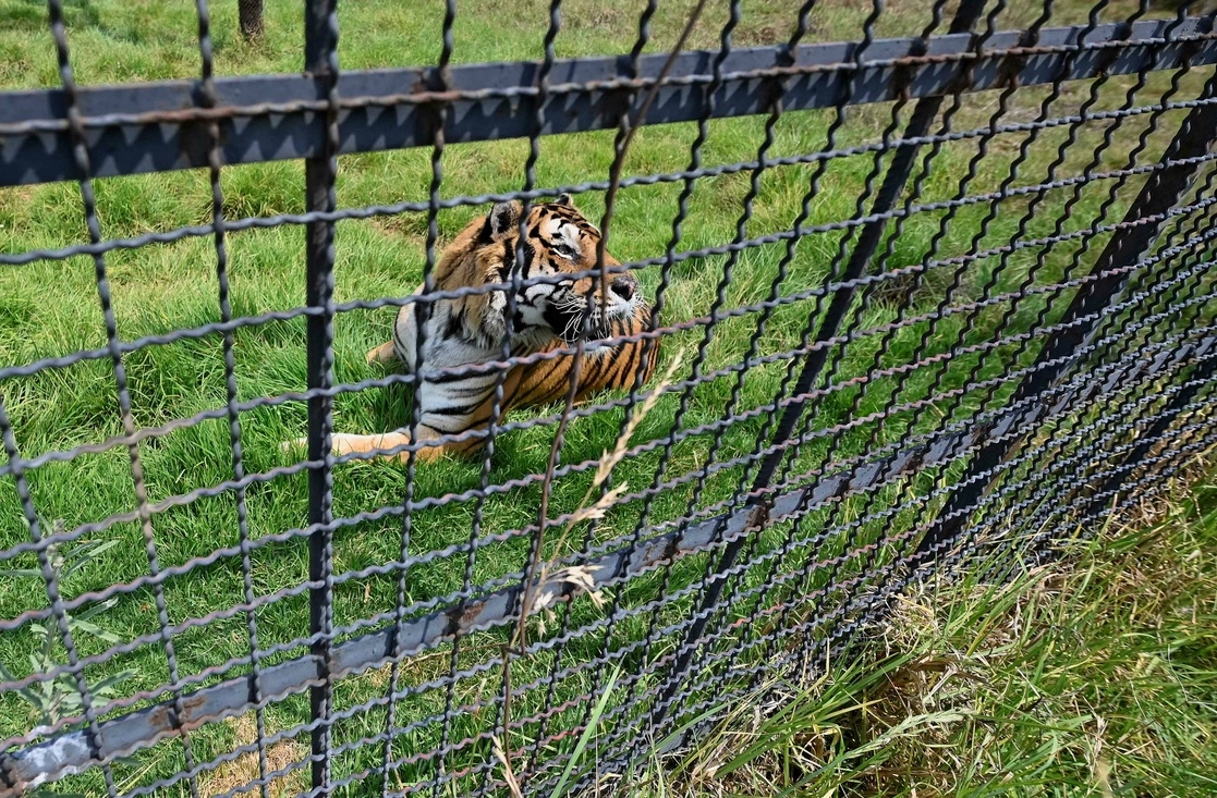 Frida, una hembra de tigre de bengala descansa en el refugio de animales salvajes "Reino Animal" en el Municipio de Otumba, Estado de México. Foto Afp
