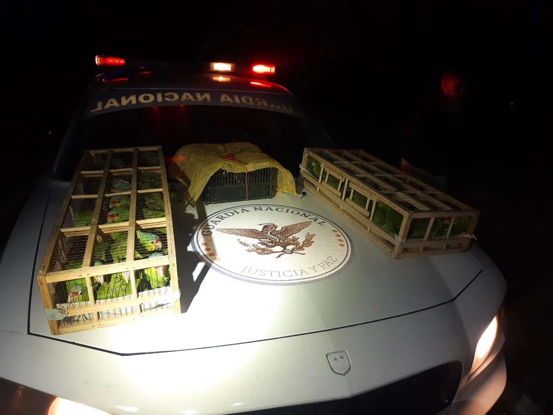 Elementos de la Guardia Nacional detuvieron a una persona y aseguraron en Nopaltepec, Estado de México, más de 160 pericos verdes que eran trasladados en jaulas. Foto cortesía de la Guardia Nacional