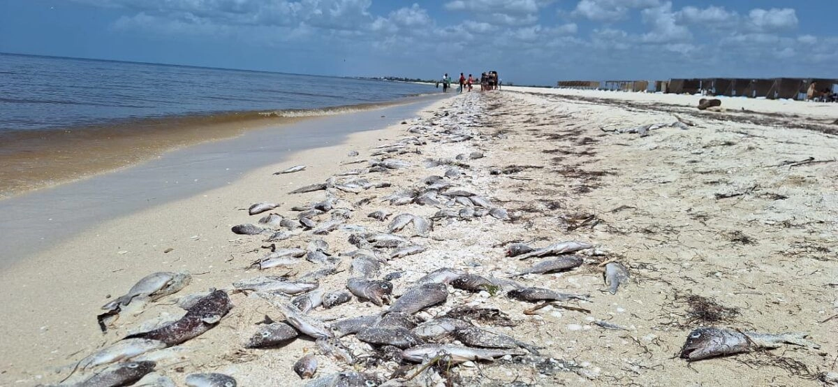 La existencia de este fenómeno fue reportada por el Cinvestav desde finales del mes de julio, luego de que aparecieran en las playas de Puerto Progreso peces muertos y pulpos vivos, entre otras especies marinas.