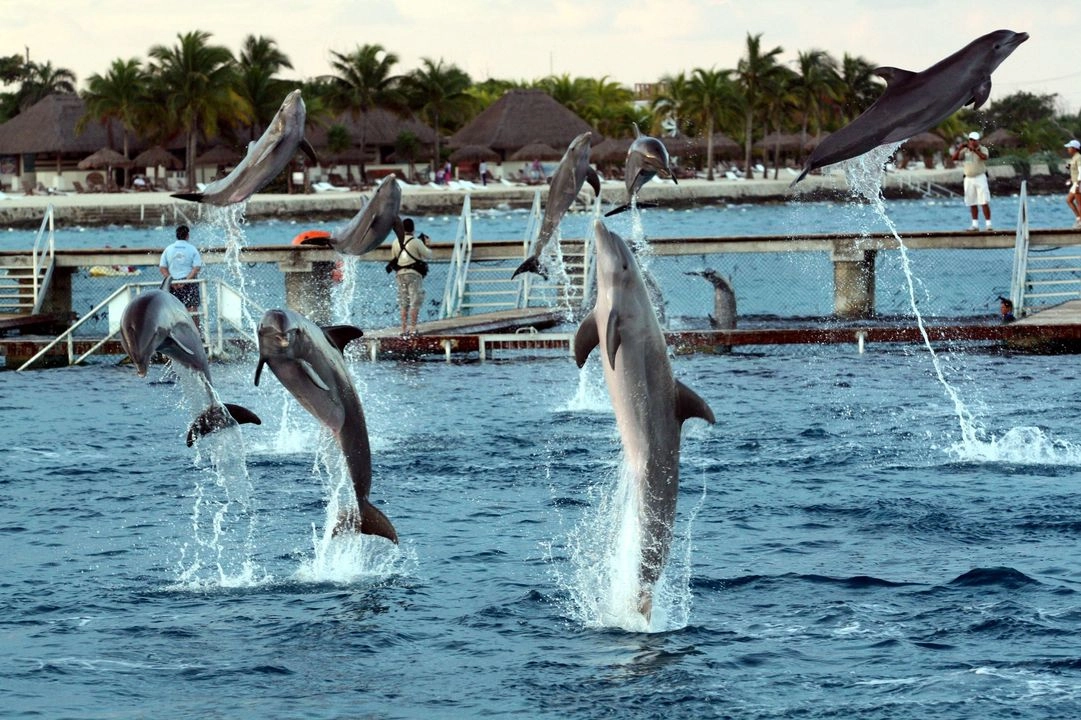 Delfinario en imagen de archivo. Foto 