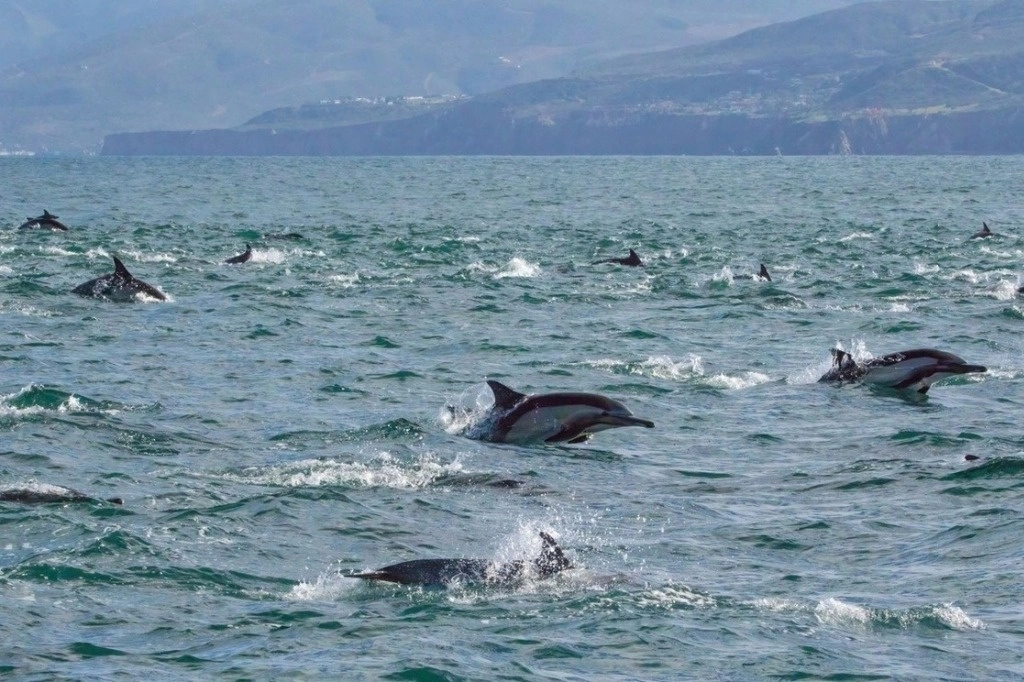 Y no solo están sufriendo las especies de delfines. Las comunidades ribereñas de todo el Amazonas están varadas por la falta de transporte en aguas muy poco profundas para los barcos, y sus casas flotantes están ahora en tierra firme. Foto La Jornada /Archivo