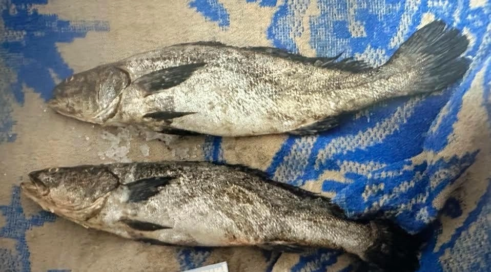 Extracción ilegal de la especie acuática totoaba. Foto tomada de X @FGRMexico / Archivo