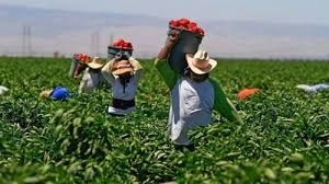 Conapred destacó que los trabajadores jornaleros realizan labores de alta productividad. Foto La Jornada