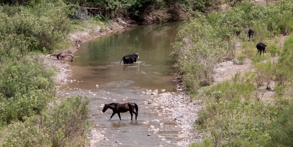 Luego del desbordamiento de una presa de jales de Grupo México, el 6 de agosto de 2014, en el área colindante con el río Sonora se han detectado en el aire altas concentraciones de mercurio, así como acidez y contaminación en el suelo. Foto Cuartoscuro