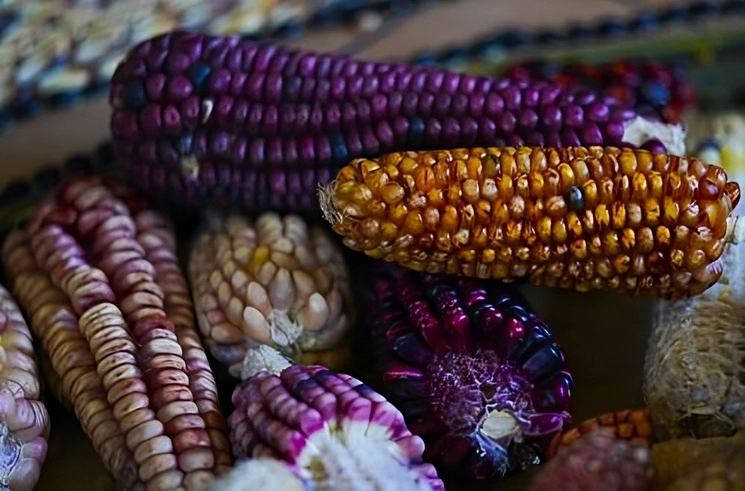 El subsecretario Víctor Suárez recordó que Washington amenaza con recurrir a un panel de controversia. En la imagen, maíz tradicional cultivado por Juan Vargas en su finca en Ixtenco, Tlaxcala. Foto Ap / Archivo
