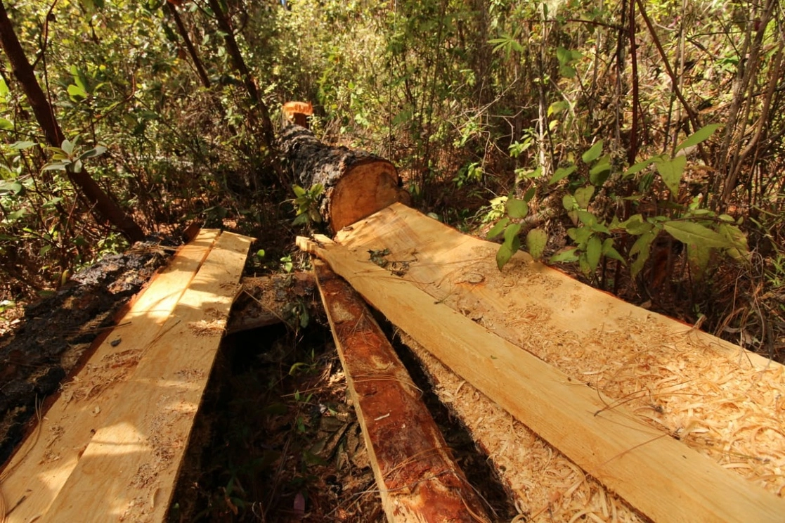 Campesinos del ejidal La Ciénega, municipio de Leonardo Bravo, Guerrero, reportaron tala inmoderada en varios puntos de la localidad. Foto La Jornada