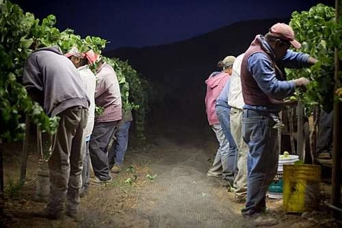 Agricultores del Valle de Guadalupe trabajan en un viñedo. Foto Édgar Lima / La Jornada Baja California