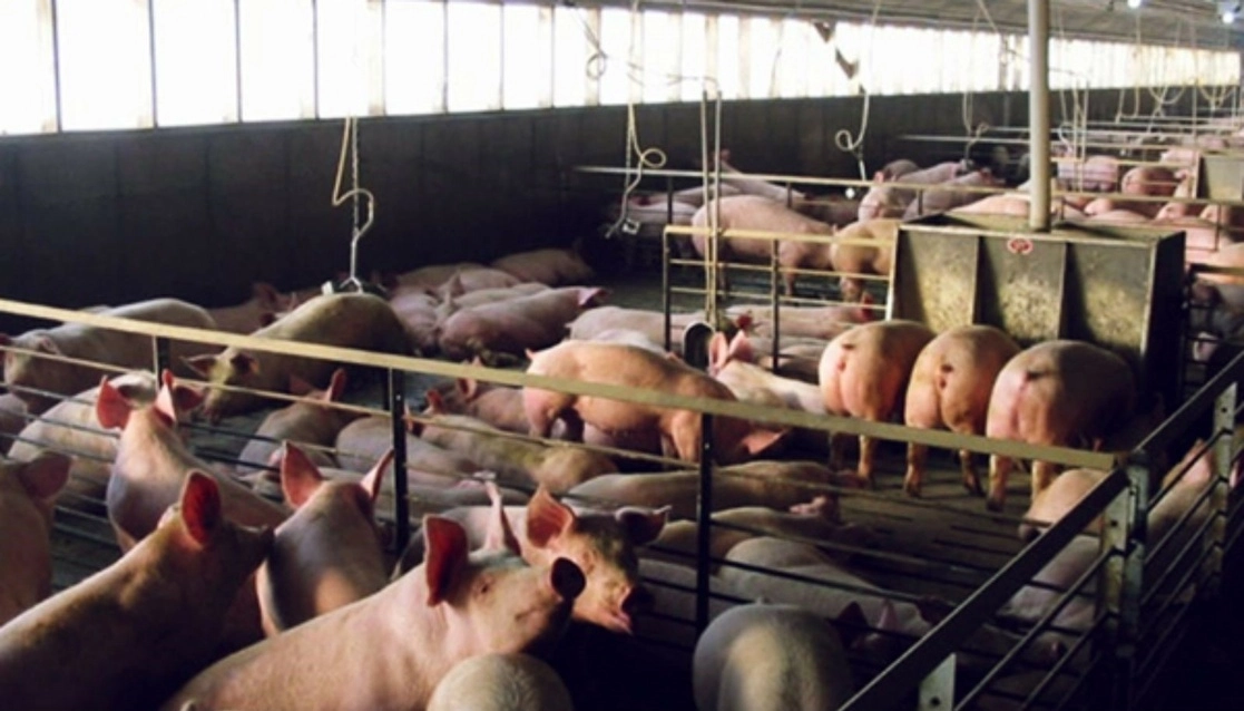 Aspectos de una granja porcícola en Yucatán. Foto Cuartoscuro/ archivo