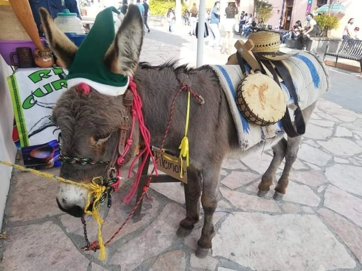 El burrito Filomeno es utilizado para pasear a visitantes. Foto Ricardo Montoya