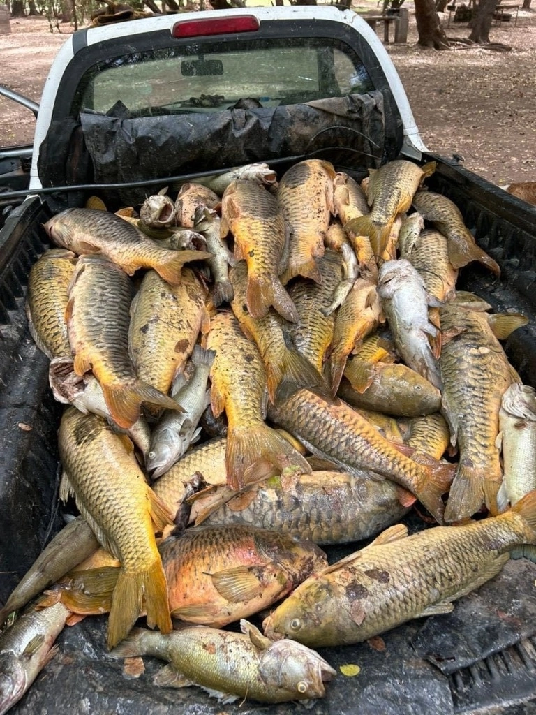 Tras el reporte de la muerte masiva de peces, entre ellos tilapias, carpas, bagres y lobinas en el río Yaqui, del sur de Sonora, el ayuntamiento de Cajeme y el gobierno federal informaron que activaron los protocolos para la recolección de muestras, las cuales ya están en proceso de análisis en laboratorios especializados. Foto 'La Jornada'