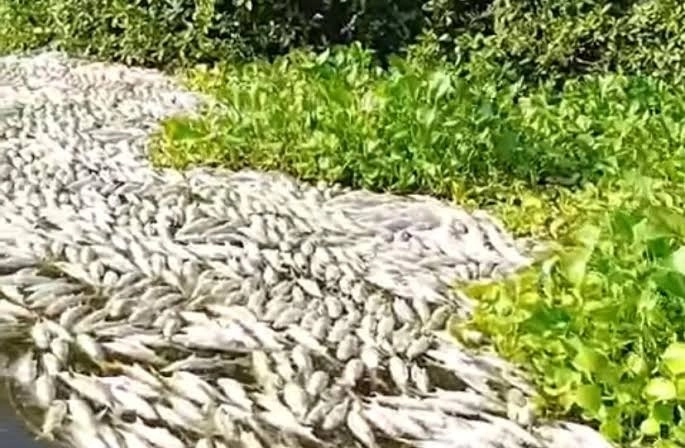 Pescadores del municipio de Tecomán, Colima, denunciaron la mortandad masiva de peces en el estero de El Chupadero. Foto La Jornada