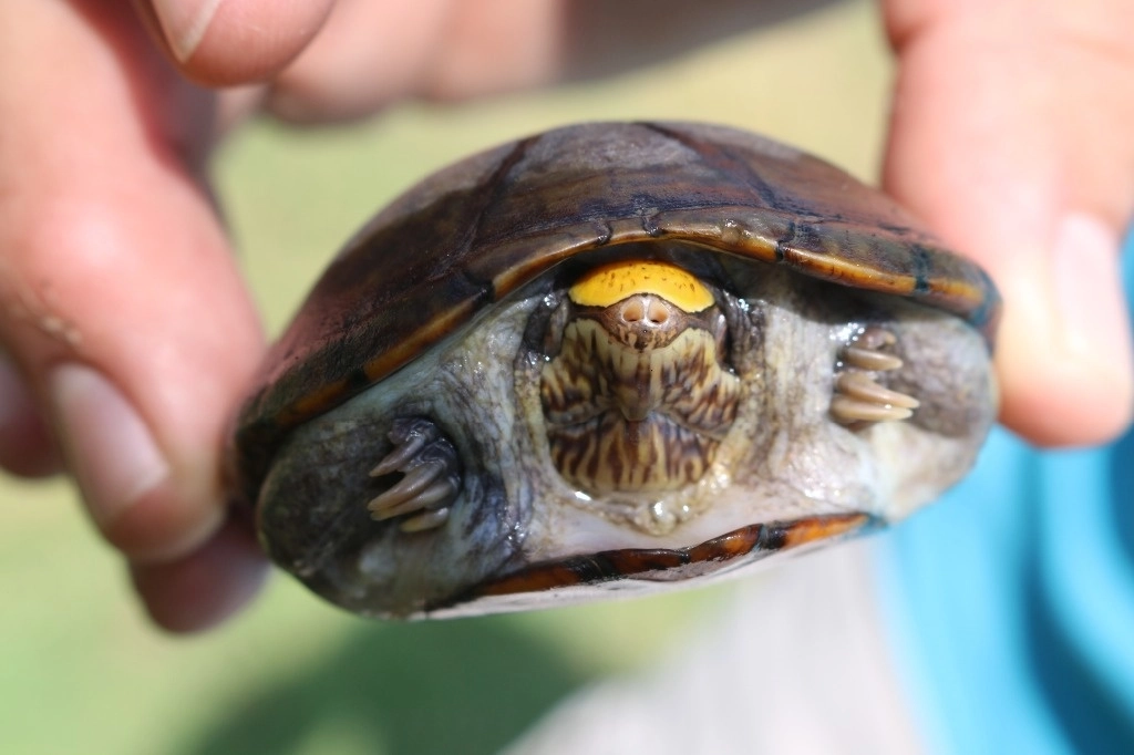 Desde que en 2019 se comenzó a estudiar a esta pequeña tortuga única en el mundo, se ha comprobado la enorme presión a su sobrevivencia que significa su valor comercial en el mercado negro o la urbanización en un crecimiento incestante de Puerto Vallarta. Foto Cortesía CUCosta UdeG