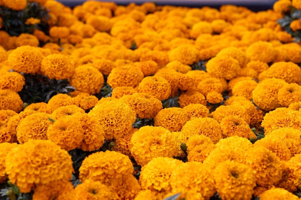 Producción de cempasúchil en Xochimilco, Ciudad de México, el 10 de octubre de 2023. Foto Pablo Ramos