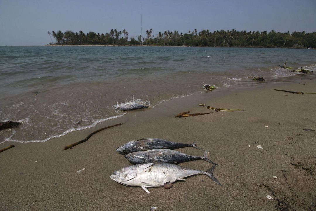Pemex reconoció sus responsabilidad en el derrame de hidrocarburo que contaminó hace cinco días las costas del municipio de Paraíso, Tabasco. Foto 