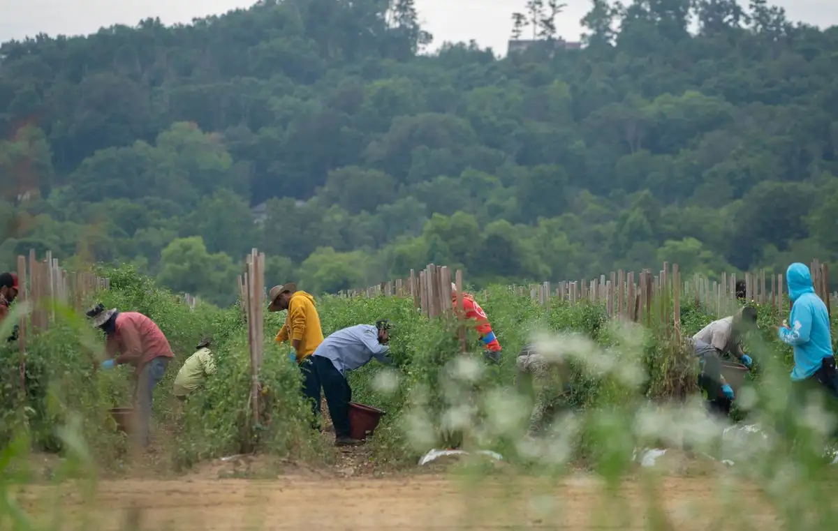 La Coalición de Trabajadores de Immokalee ha logrado que empleados agrícolas en Estados Unidos tengan descansos cada dos horas y vayan a la sombra donde toman agua con electrolitos para evitar una sobrexposición al sol. Foto 
