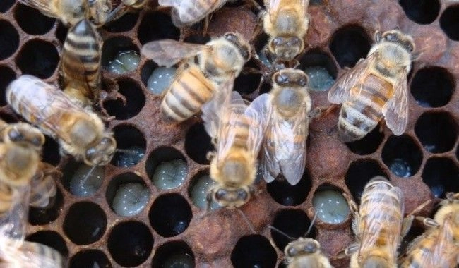 El desarrollo del cultivo permite la producción de miel para el consumo comunitario. Foto 
