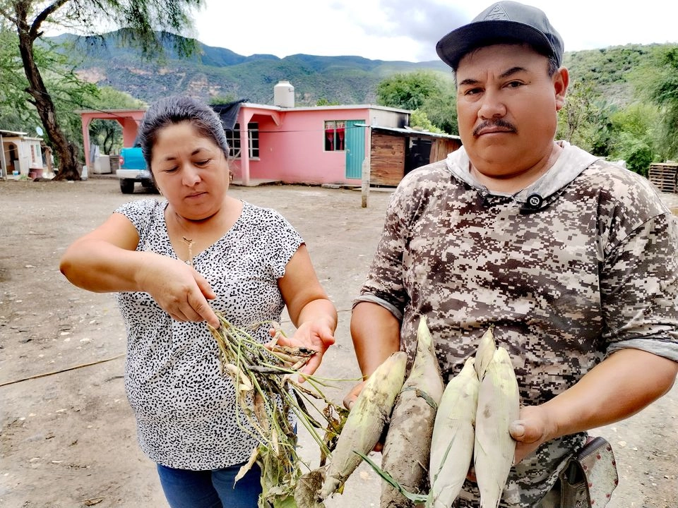 Una pareja de campesinos del municipio de Santiago Mezquititlán, muestran tanto una planta de frijol como otra de tomate totalmente echadas a perder luego de que las milpas.