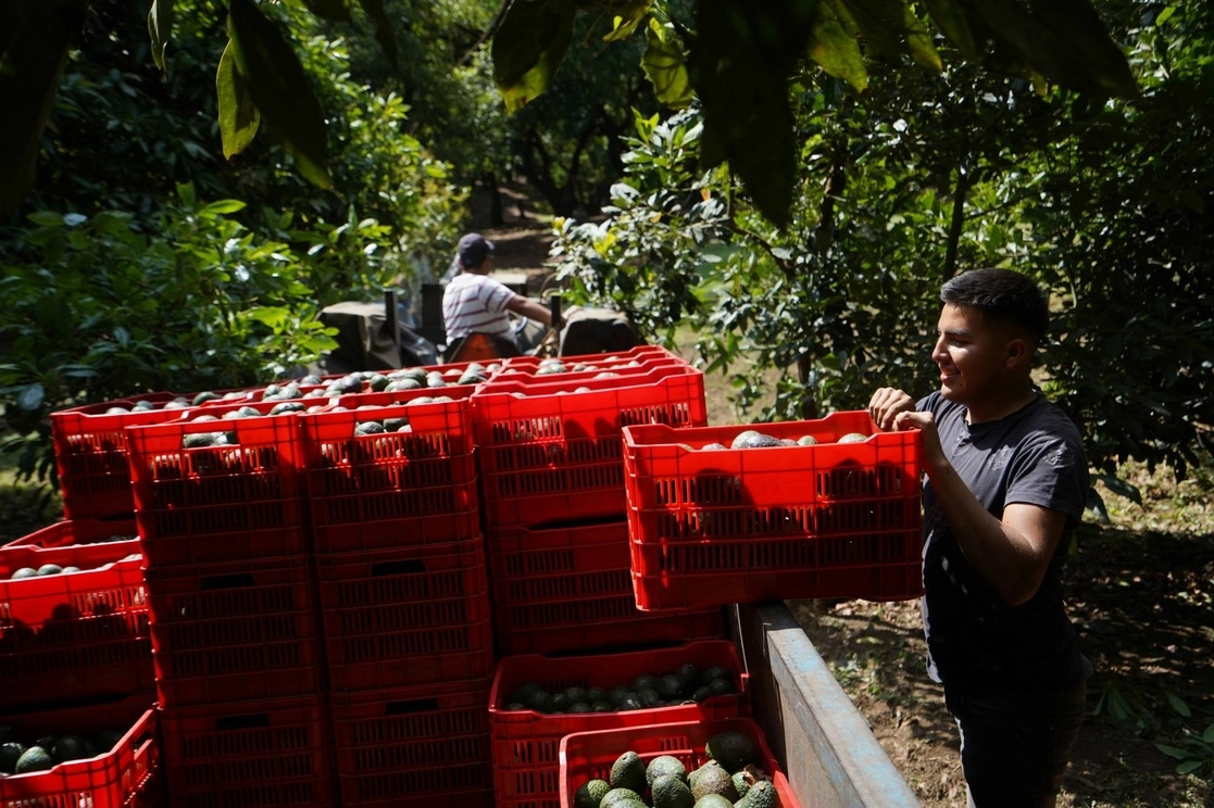  Michoacán es el único estado autorizado para exportar aguacates a Estados Unidos. Foto Cuartoscuro / Archivo 