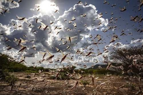 Plaga de langostas en imagen de archivo. Foto Ap/FAO