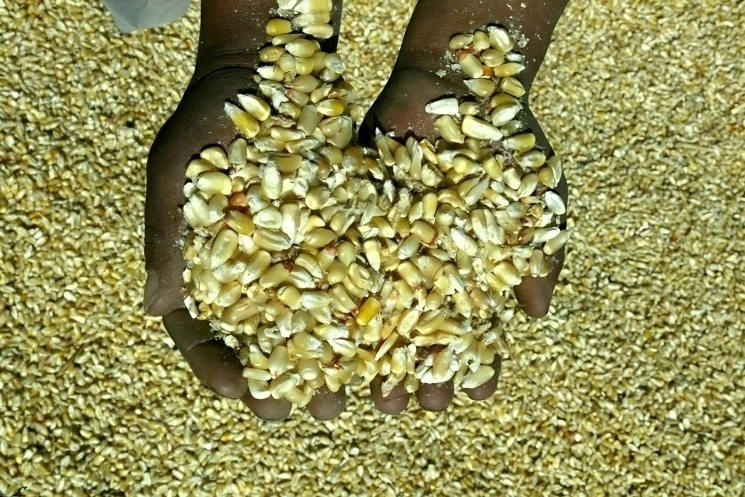 Buenrostro precisó que las reglas mexicanas no prohíben las importaciones de ningún tipo de maíz de Estados Unidos, excepto el usado para las tortillas. Foto José Carlo González / Archivo