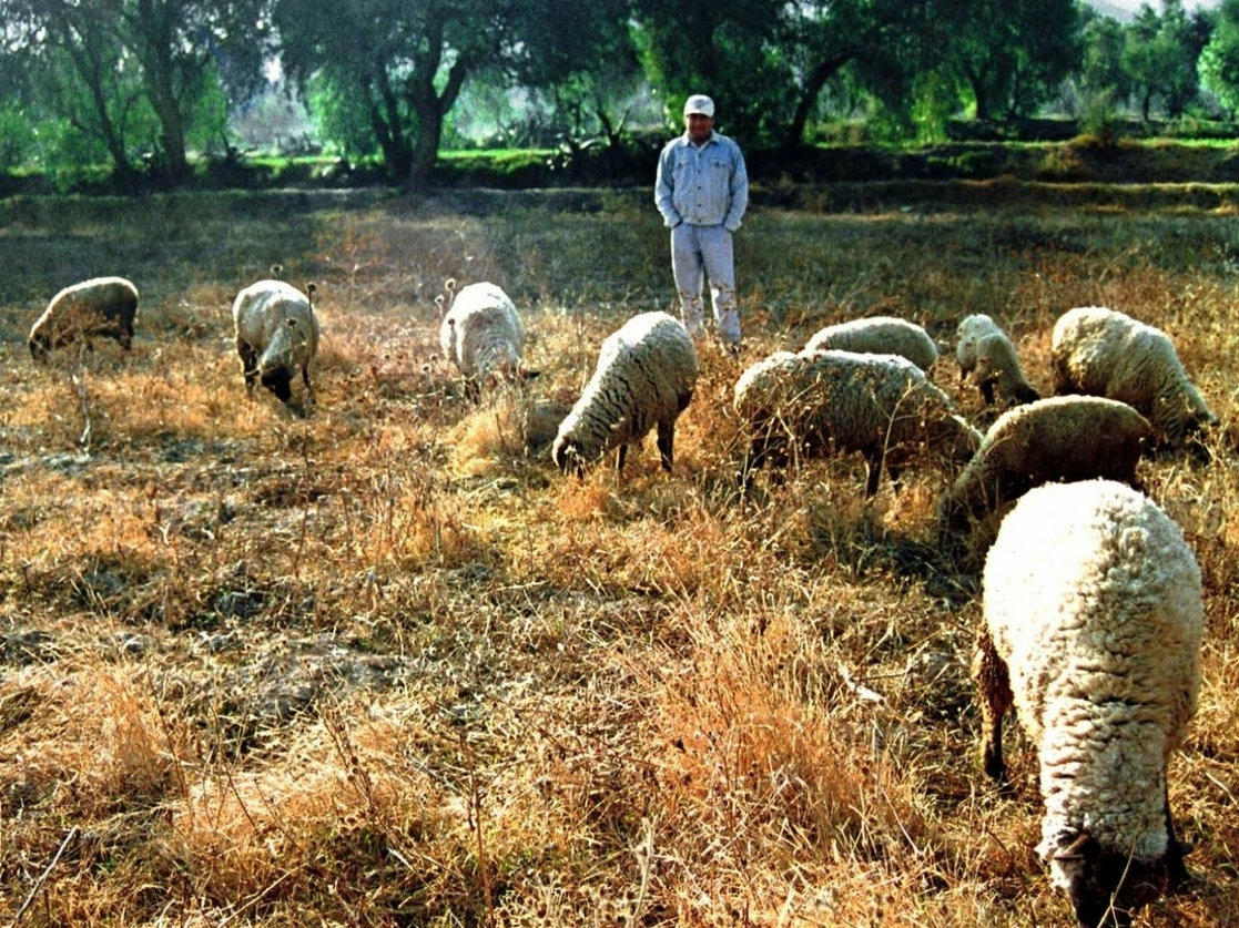 La reducción del presupuesto a la Secretaría de Agricultura y Desarrollo Rural no ha incidido de manera negativa en el producto interno bruto agropecuario ni agroalimentario y hay un superávit creciente en la balanza comercial del sector, aseguró Víctor Suárez Carrera. Foto Cuartoscuro / Archivo