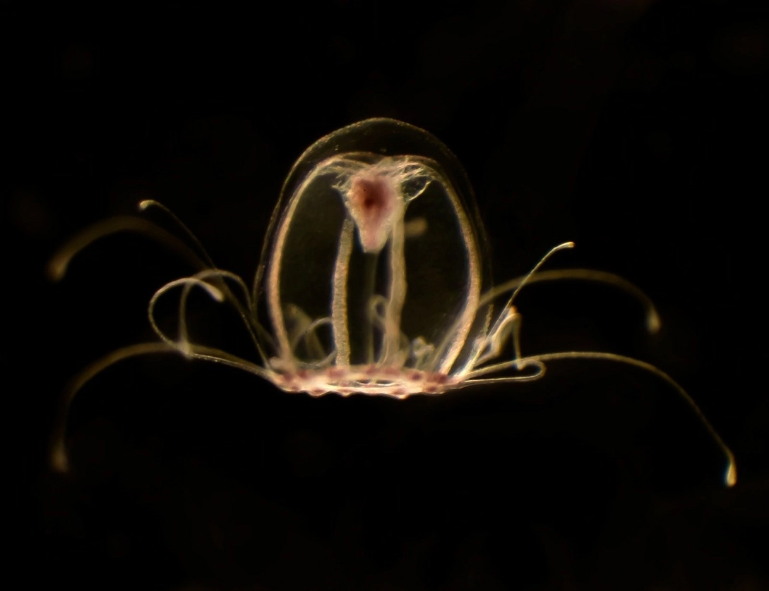 Investigadores de la Universidad de Oviedo lograron definir claves genéticas que permiten a "Turritopsis dohrnii", un diminuto organismo marino, revertir su ciclo vital y rejuvenecer. Foto Universidad de Oviedo