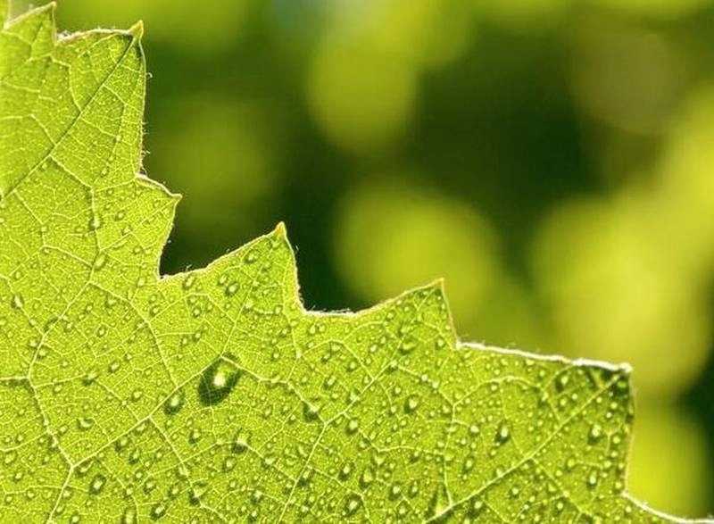 Hoja captada durante el proceso químico. Foto tomada del sitio pxhere.com