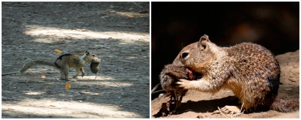 Investigadores lograron captar cómo las ardillas cazaban y se comían a los topillos. Foto ‘The Independent’
