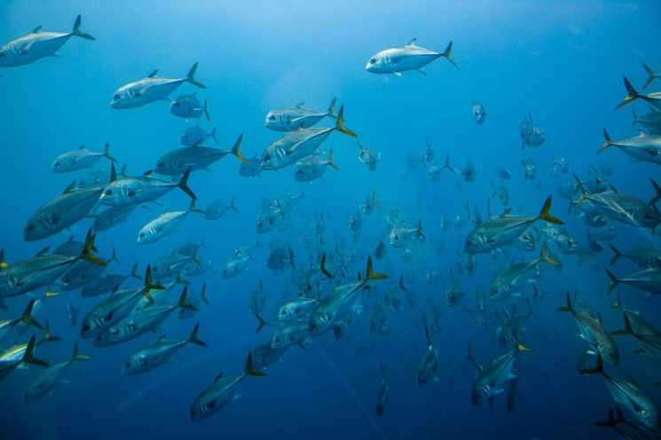 Una expedición conjunta de la organización Greenpeace y científicos de la Universidad Veracruzana informó ayer el descubrimiento de una región de arrecifes profundos de alto valor ambiental, lo que abre una nueva veta de estudios en el Golfo de México. Imagen tomada de @greenpeacemx